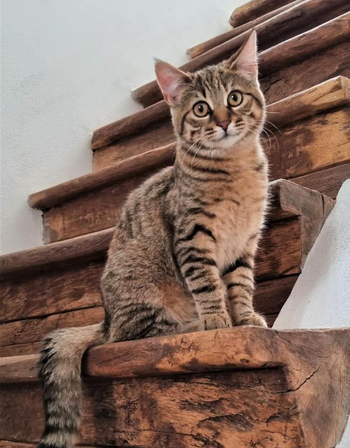 Meznarija Radovljica Apartment Bagian luar foto